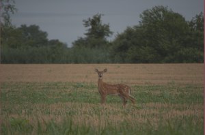 Hertje