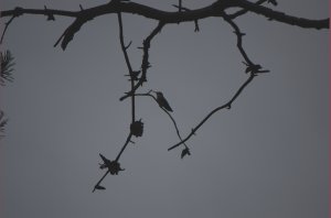 Kolibri