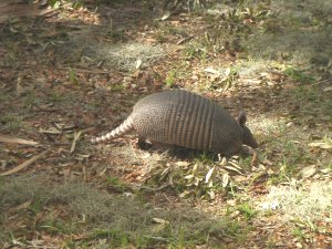 Armadillo