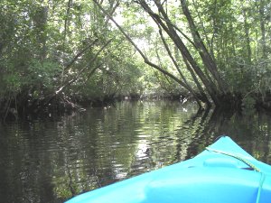Met de kayak in een mooi kreekje