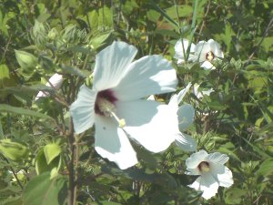 Swamp Rose-Mallow