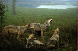 Huilende wolven in bezoekerscentrum