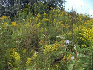 Mooie bloemen op het schiereiland